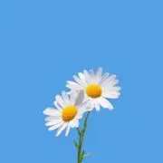 もも｜特別価格中◎ |お値引き対応◎の画像