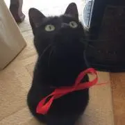 くーちゃんの画像