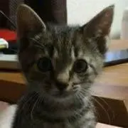 ねね