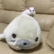 GUMIの画像