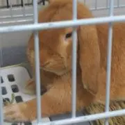 スー