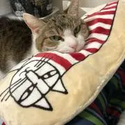 よねこの画像