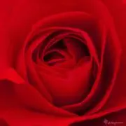 rose@