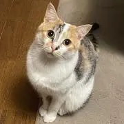 ハルル