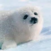 miyaの画像