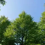 ゆったんの画像