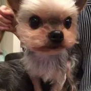 ラッキーちゃんの画像