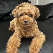 pooの画像