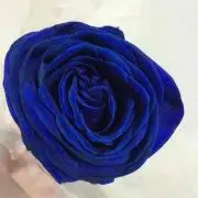 ♡BlueRose♡プロフ必読