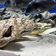さかな