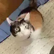 manyaの画像