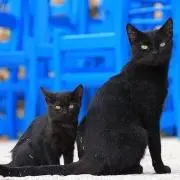 プラウドの画像