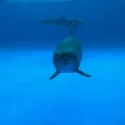 いるかちゃんの画像