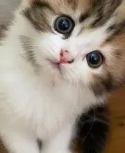 タカハシ