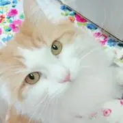 こっちゃんの画像