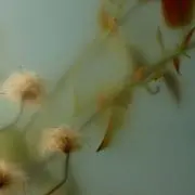 あの画像