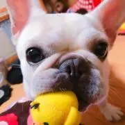 わんわんの画像