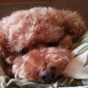 ゆうこの画像