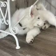 のんの画像