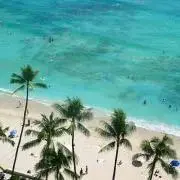 sea alohaの画像