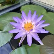 ちょこの画像