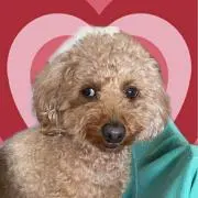 ココアの画像