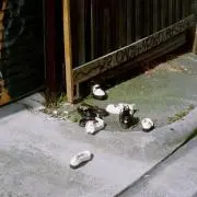 靴下の画像