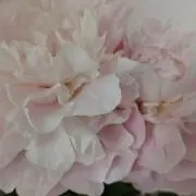 ピューマ☆の画像