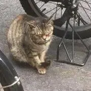 YYI.momの画像
