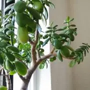 tocotocoの画像