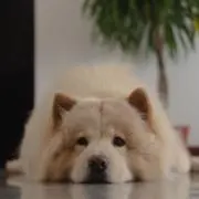 のんぴ【即購入OKです】の画像