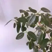 Gomunokiの画像
