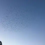 pocoの画像