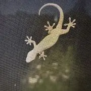 あっちゃんの画像