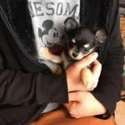 ゆかな