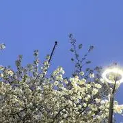 Mireiの画像