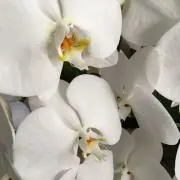 胡蝶蘭の画像