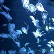 きなこ※プロフ必読※の画像
