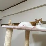 れな★お値下げできませんの画像