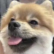 けだまちゃん