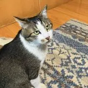 しらすの画像