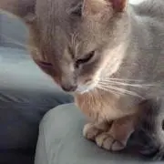 うり