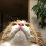 和の画像