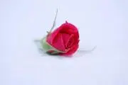 Bellissimo
