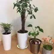 じじししの画像