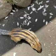 オオヤマの画像
