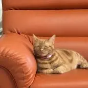 シャー子