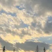 まめこの画像