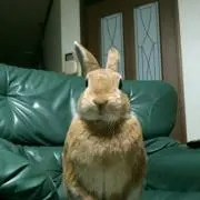 TOMO