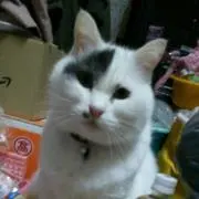 こばとも